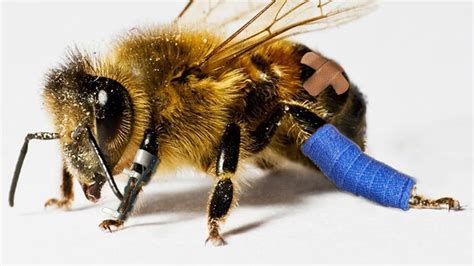 Do bees feel pain?